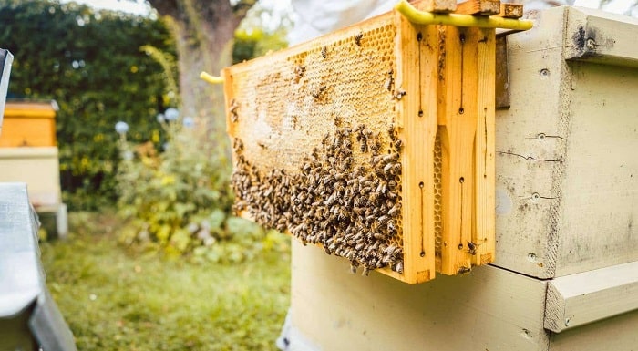 Clean And Reuse A Dead Beehive