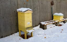 Can You Keep Bees Inside for Winter