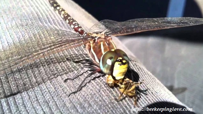 Do Dragonflies Eat Bees