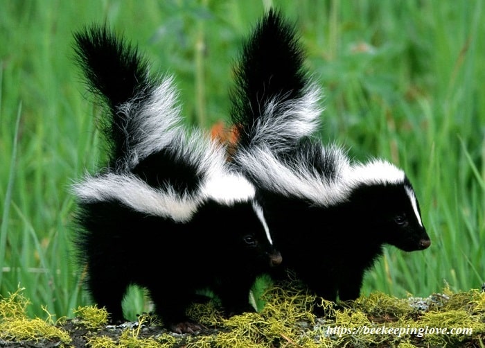 Do Skunks Eat Bees