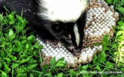 Do Skunks Eat Bees