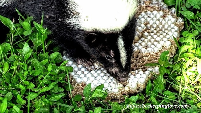 Do Skunks Eat Bees