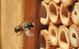 How to Attract Mason Bees