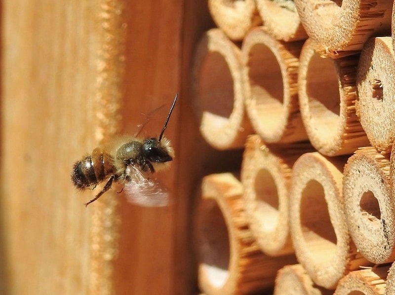 How to Attract Mason Bees