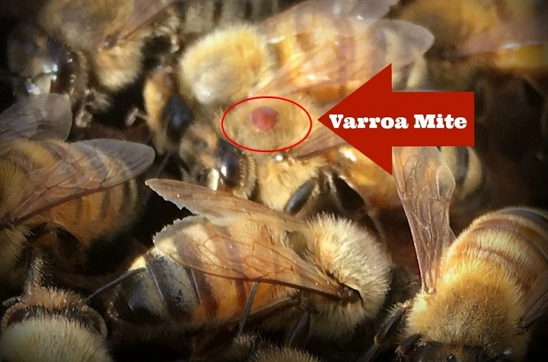 homemade varroa mite treatment