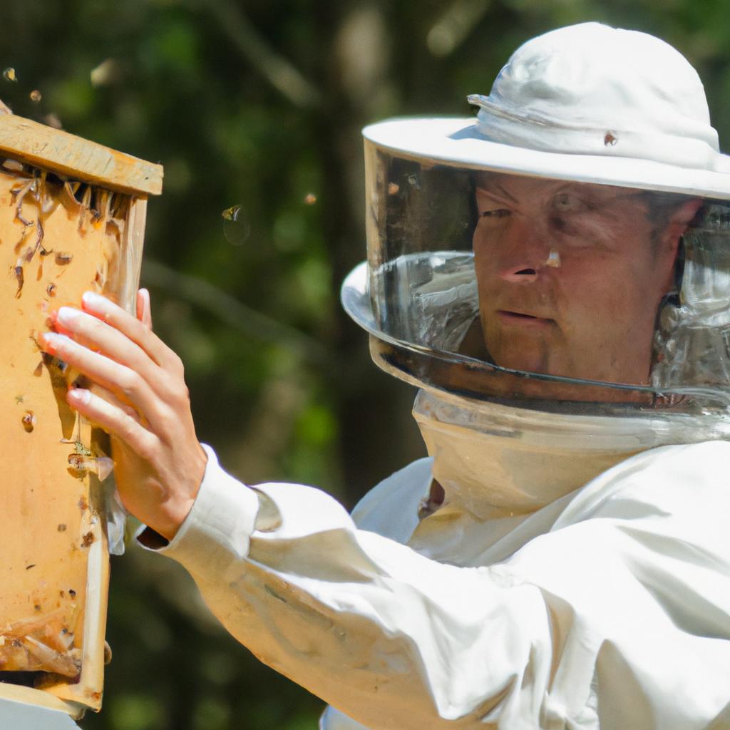 A beekeeper inspecting a hive: The importance of monitoring a hive after introducing a new queen