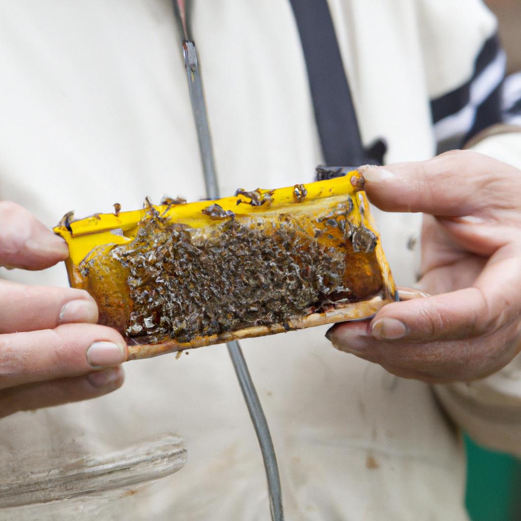A beekeeper holding Apivar strips ready for treatment