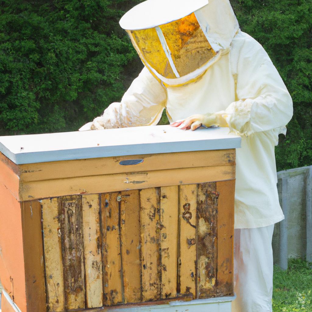 The beekeeper is checking the honeycomb frames for any signs of wax moth infestation.