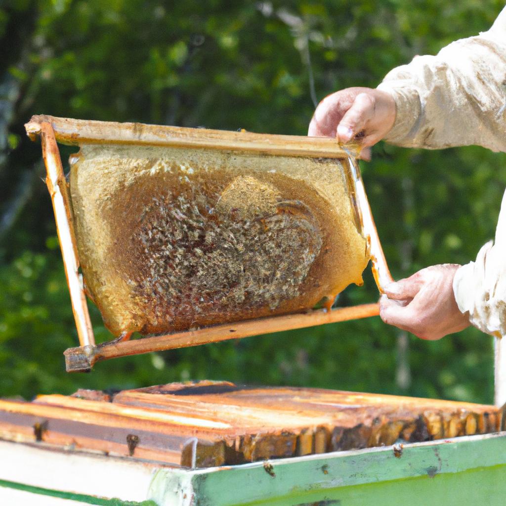 Beekeepers can determine the health of a hive by counting the number of eggs laid by the queen bee.