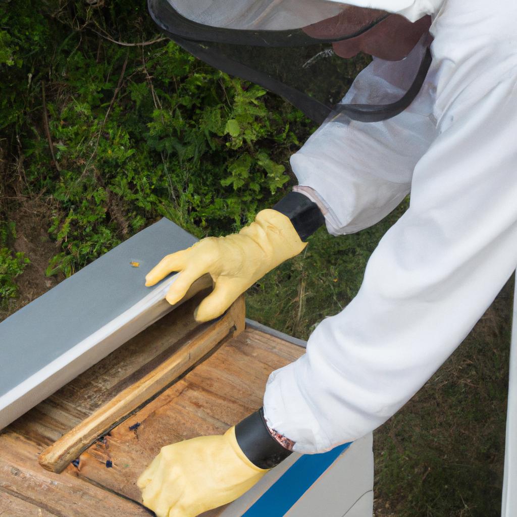Bee packages are installed into hives for bees to build their new home.