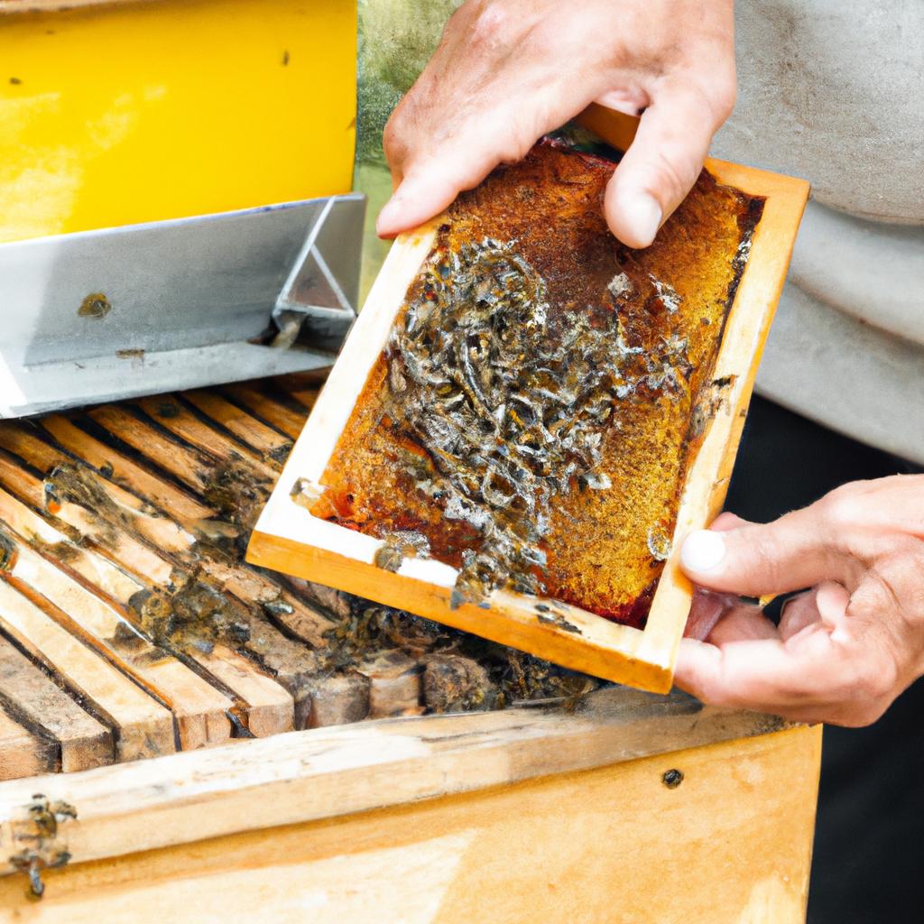 Introducing a new queen to a split hive is crucial for the hive's success.