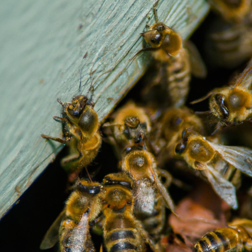 The presence of a queen bee in the swarm trap can determine how long the bees stay