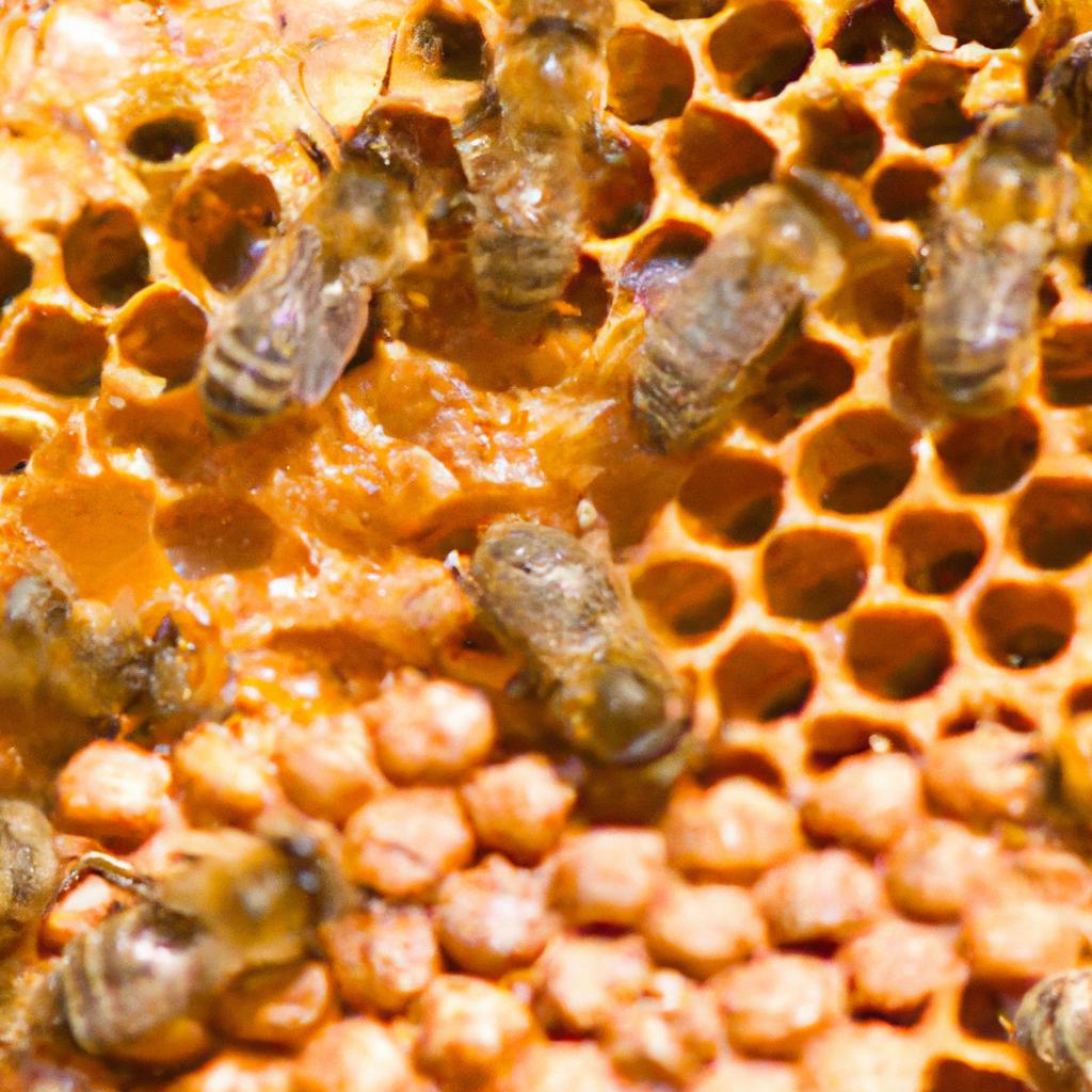 Close-up of honeycomb in a hive showing the amount of honey stored by the bees