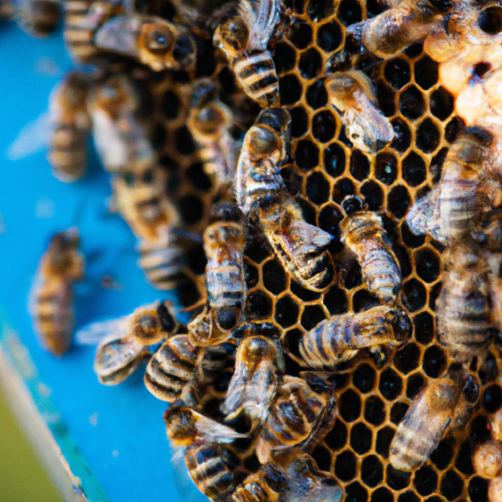 A close-up photo of bees on a frame inside a 5 frame nuc