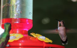 How Do You Stop Hummingbirds From Fighting Over Feeders