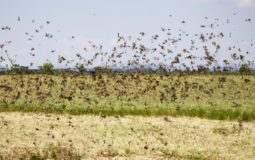 How Far Do Bees Travel From The Hive