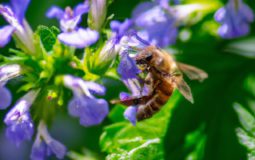 How Far Do Honey Bees Travel For Pollen