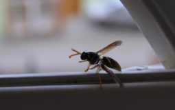How Long Can A Wasp Live In A House