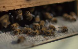 How Long Can Bees Stay In A Nuc