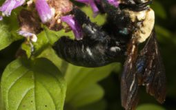 How Long Do Carpenter Bees Live Without Food