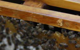 How Many Bees In A 10 Frame Hive
