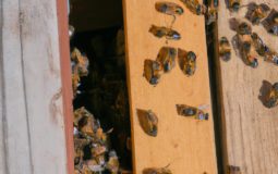 How Much Does A Nuc Of Bees Cost