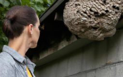 How To Get Over A Fear Of Wasps
