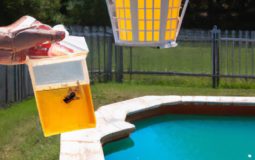 How To Get Rid Of Wasps Around Pool