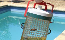 How To Get Rid Of Wasps By Pool