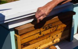 How To Introduce Bees To A New Hive