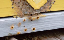 How To Prevent Wax Moths In A Beehive