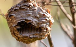 How To Tell If Wasp Nest Is Empty
